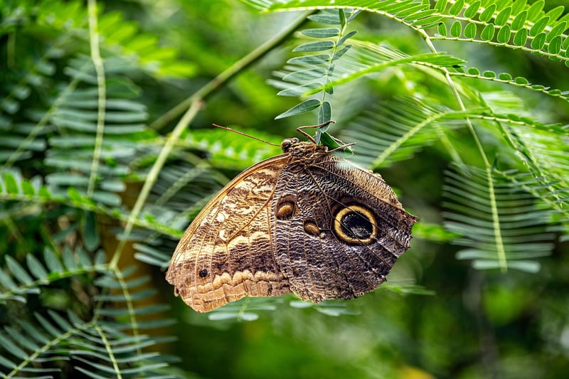 Butterfly representing the butterfly effect